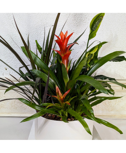 Peace Lily Bromeliad Garden 