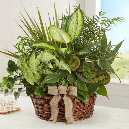 Tropical dishgarden dishgarden