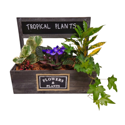 Tropical Dream Plants