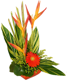 Category Image