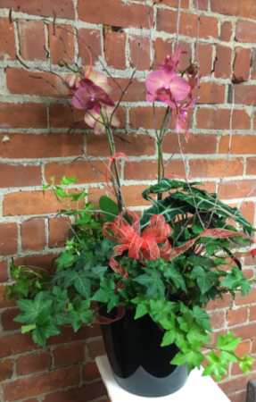 Tropical Jungle Sophisticated Planter in Naugatuck, CT | TERRI'S FLOWER SHOP Tropical Jungle Sophisticated Planter in Naugatuck, CT | TERRI'S FLOWER SHOP