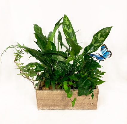 Tropical Kiss Planter