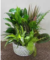 Tropical Leaves Dish Garden FHF-D772 Assortment of Plants (Local Delivery Area Only)