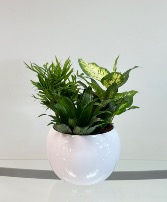 Tropical Mix  Dish Garden