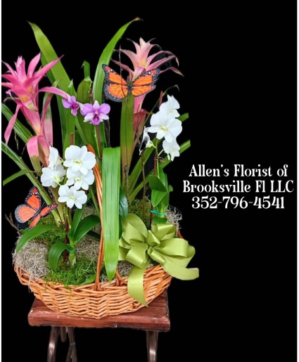 Tropical Or Live Plant Mixture 