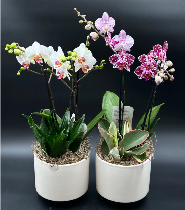 Tropical Orchid Garden Orchid Planter in Saskatoon, SK | QUINN & KIM'S FLOWERS