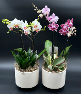 Tropical Orchid Garden Orchid Planter
