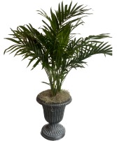 Tropical Palm In Pedastal Urn plant