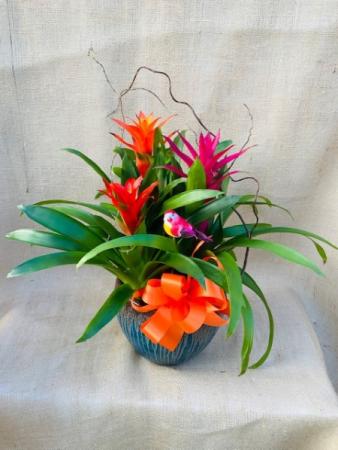 Tropical Paradise Bromeliads Houseplant in Coleman, WI | COLEMAN FLORAL & GREENHOUSES