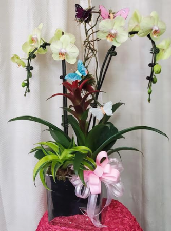 Tropical paradise orchid Plant