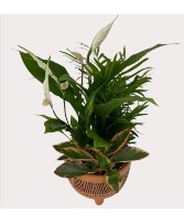 Tropical Pedestal Plant