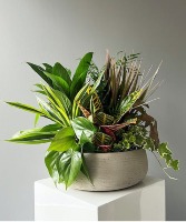 Tropical Plant Arrangement  