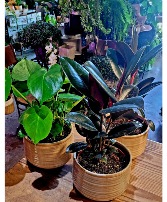 Tropical Plant  