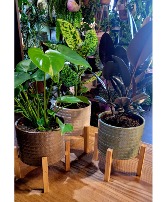 Tropical Plant in a Nice Pot  