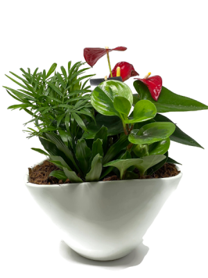 Tropical Planter - Oval 