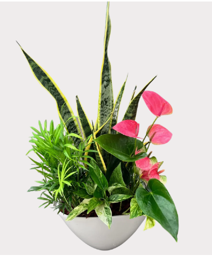 Tropical Anthurium Planter Plant