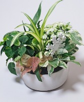 Tropical Planter Plant