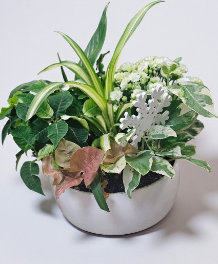 Tropical Planter Plant