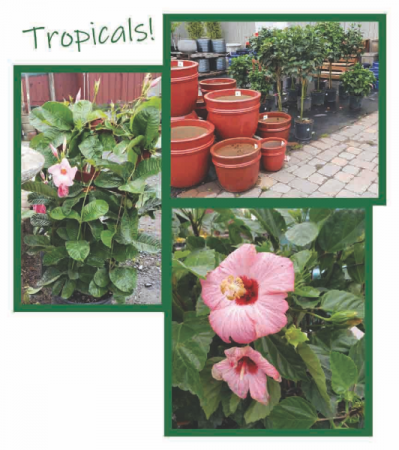 Tropical Plants 