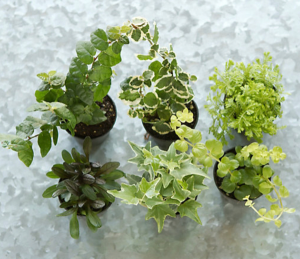 Tropical Plants Collection in Toronto, ON | BOTANY FLORAL STUDIO Tropical Plants Collection in Toronto, ON | BOTANY FLORAL STUDIO