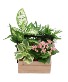 Tropical plants in a wooden box  Planter