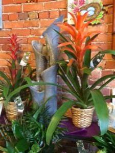 Tropical Plants Live Plant
