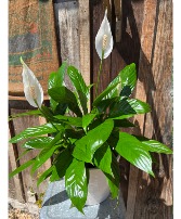Tropical Plants in a ceramic container Peace Lily