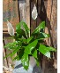 Tropical Plants in a ceramic container Peace Lily