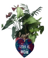 Tropical Round Mix - Mother's Day Special Planter