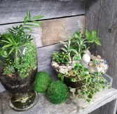 Tropical Terrarium Love Plants