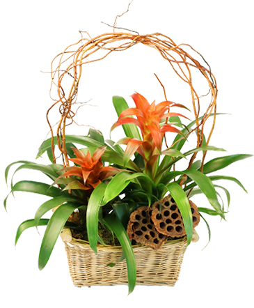Tropical Ties Blooming Plants in Mobile, AL | ZIMLICH THE FLORIST