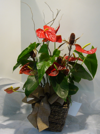 TROPICAL TOUCH Blooming Anthurium Plant