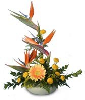 Tropical Tribute  Birds of Paradise, Orange and Blue in Magnificent Blooms! 