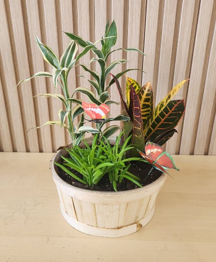 Tropical Trio  Planter 