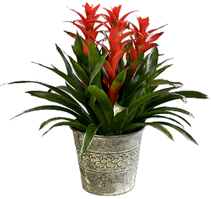 Tropical Triple Bremelaid Plant