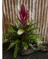 Tropical With Air Plants And Driftwood 