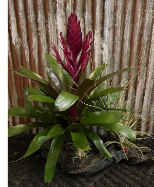 Tropical With Air Plants And Driftwood 