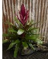 Tropical With Air Plants And Driftwood 