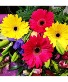 SMILING DAISIES BOUQUET 10 STEMS OF GORGIOUS BLOOMS