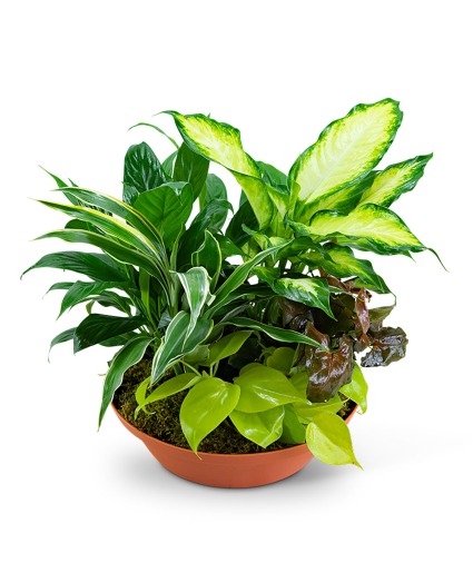 Tropics in Terracotta Plant