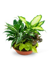 Tropics in Terracotta Plant