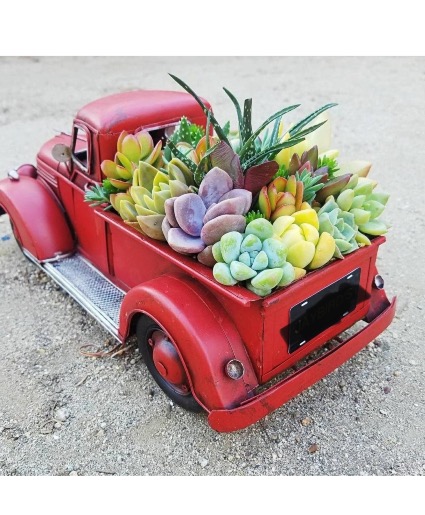 Truck full of Succulents  Succulents