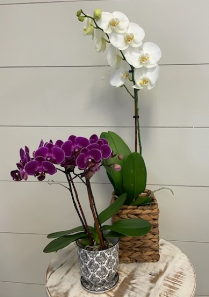 True Love Orchid 