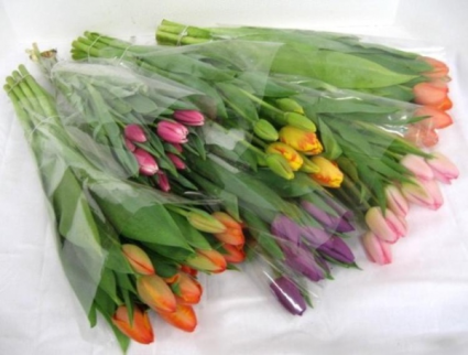 Tulip  Bouquet  