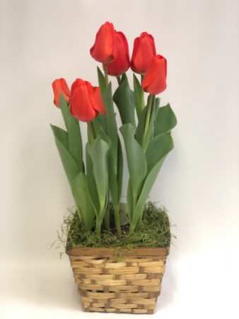 Tulip Bulb Garden Plant