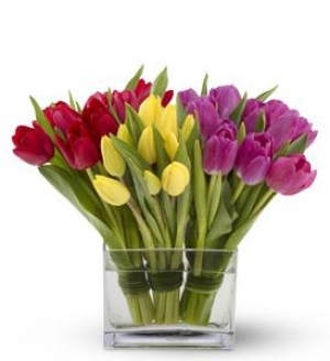 Tulip Bunches Everyday - 
