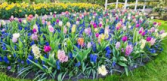 Tulip Daffodil Hyacinth singles Greenhouse