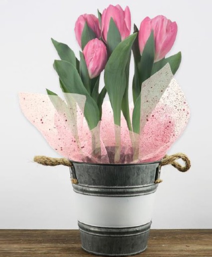 Tulip Love Bulbs in Blossom