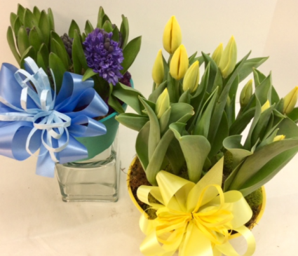 Tulip or Hyacinth Garden