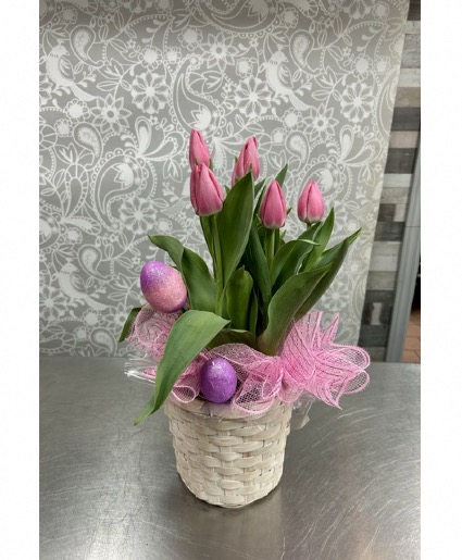 Tulip plant in basket  